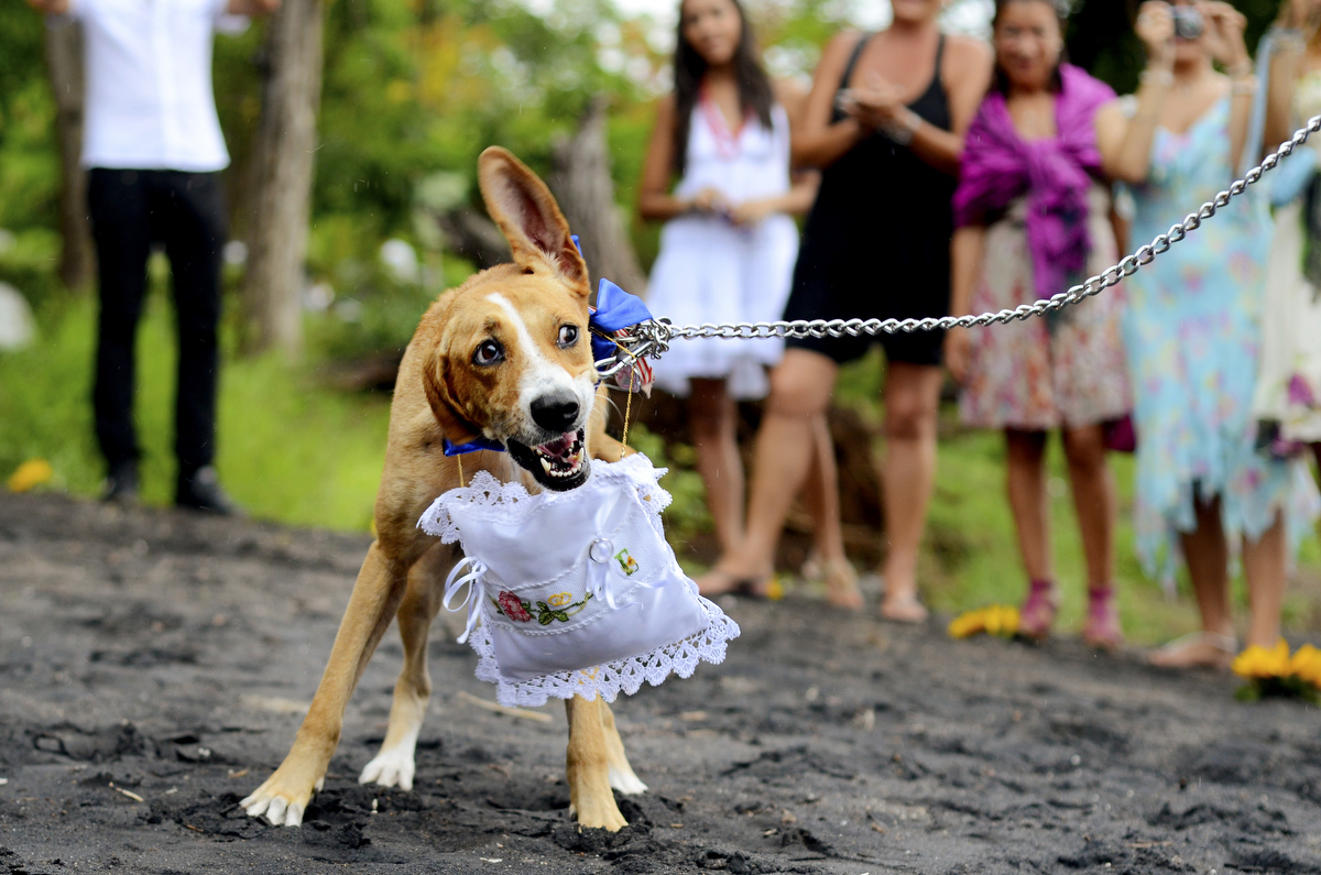 Dogs at Weddings. Martina Campolo Costa Rica Wedding Photographer